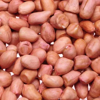 Fresh Groundnuts Exporter to Switzerland | India